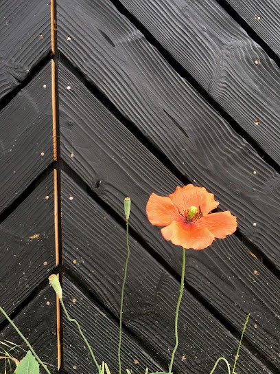 Isolat Collectif D'architectes, Architecte à Hourtin