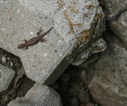 Agence d'Architecture Julien JADOT, Architecte à Foug
